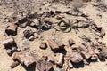 Petrified and mineralized tree trunk in the famous Petrified Forest National Park at Khorixas, Namibia, Africa. 280 million years Royalty Free Stock Photo