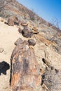 Petrified and mineralized tree trunk in the famous Petrified Forest National Park at Khorixas, Namibia, Africa. 280 million years Royalty Free Stock Photo