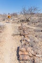 Petrified and mineralized tree trunk. Tourist in the famous Petrified Forest National Park at Khorixas, Namibia, Africa. 280 milli Royalty Free Stock Photo