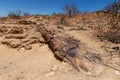 Petrified and mineralized tree trunks, Khorixas, Damaraland, Namibia Royalty Free Stock Photo
