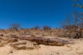 Petrified and mineralized tree trunks, Khorixas, Damaraland, Namibia Royalty Free Stock Photo