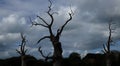 Petrified Oak Tree Silhouette Royalty Free Stock Photo