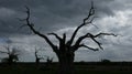 Petrified Oak Trees in Dark Cloudy Sky Royalty Free Stock Photo
