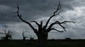 Petrified Oak Trees in Dark Cloudy Sky