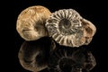 Petrified snails on a black reflecting ground Royalty Free Stock Photo