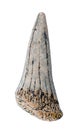 Petrified prehistoric shark tooth. Tertiary period of the Cenozoic era. Royalty Free Stock Photo