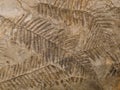 Petrified prehistorical ferns frond imprint on stone