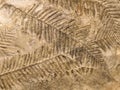 Petrified prehistorical fronds of fern imprint on the stone