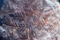 Petrified prehistorical fronds of fern imprint on the stone with plants