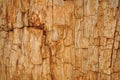Petrified Redwood Tree Background