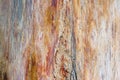 Petrified teak wood, colorful fossil texture