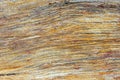 Petrified teak wood fossil texture