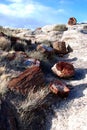 Petrified tree Royalty Free Stock Photo