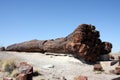 Petrified Tree