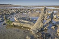 Prehistoric fossil tree on a beach in Sussex