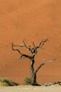 Petrified tree at Dead Vlei Royalty Free Stock Photo
