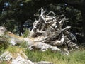 Petrified Tree, Forest of the Cedars of God, Lebanon Royalty Free Stock Photo