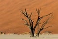 Petrified tree in front of an orange sand dune Royalty Free Stock Photo