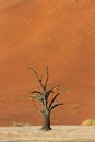 Petrified Tree in front of a red sand dune Royalty Free Stock Photo