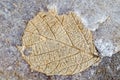 Petrified tree leaf imprint.