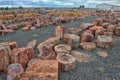 Petrified tree