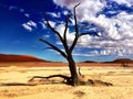 Petrified Tree in the Namib Desert National Park of Namibia