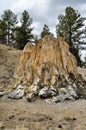 Petrified Tree Stump