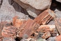 Petrified tree stumps