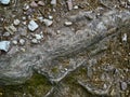 Petrified tree trunk on a hiking path Royalty Free Stock Photo