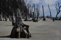 Petrified Trees on Boneyard Beach on Capers Island South Carolina Royalty Free Stock Photo
