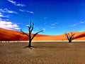 Petrified Trees in the Namibian Desert Royalty Free Stock Photo