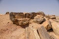 Petrified trees in Sudan