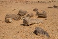 Petrified trees in Sudan