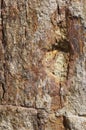 Petrified wood Royalty Free Stock Photo