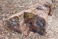 Petrified Wood Royalty Free Stock Photo