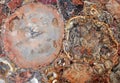 Petrified wood agglomerate Royalty Free Stock Photo