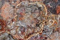 Petrified wood agglomerate Royalty Free Stock Photo