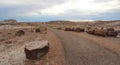 Petrified wood along Crystal Forest hiking trail in Petrified Forest National Park, Arizona, USA Royalty Free Stock Photo