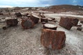 Petrified wood along Crystal Forest hiking trail in Petrified Forest National Park, Arizona, USA Royalty Free Stock Photo