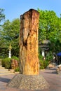 Petrified Wood