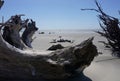 Petrified wood on Boneyard Beach on Capers Island South Carolina Royalty Free Stock Photo