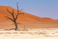 Petrified wood, clay and red sand dunes in Deadvlei, Namibia.