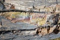 Petrified Wood - close up