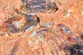 Petrified Wood close up, colorful shades of red, orange, purple, yellow and grey example of fossilized mineralization