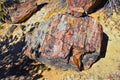 Petrified Wood close up, colorful shades of red, orange, purple, yellow and grey example of fossilized mineralization Royalty Free Stock Photo