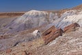 Petrified Wood in the Colorful Hills of the Painted Desert