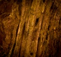 Petrified wood detail Royalty Free Stock Photo