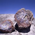 Petrified wood, Petrified Forest National Park, Arizona Royalty Free Stock Photo