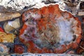 Petrified wood Royalty Free Stock Photo