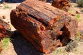 Petrified wood Royalty Free Stock Photo